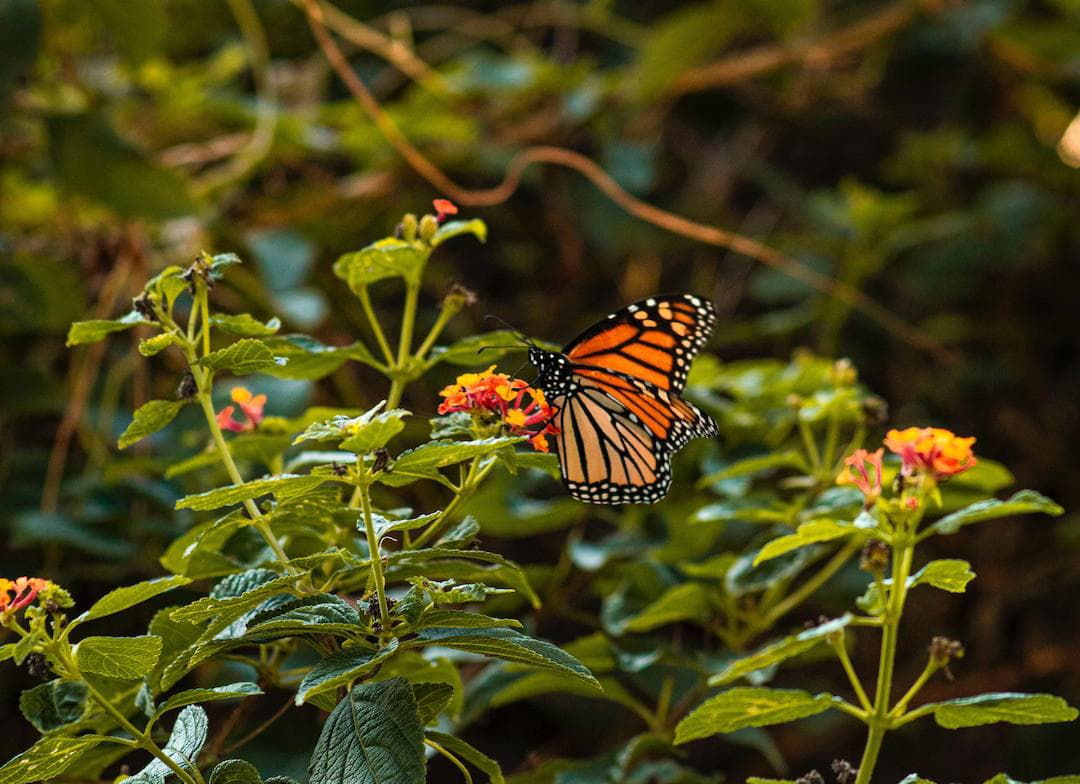 Plantan 2,600 árboles en la Reserva de la Mariposa Monarca, en Michoacán