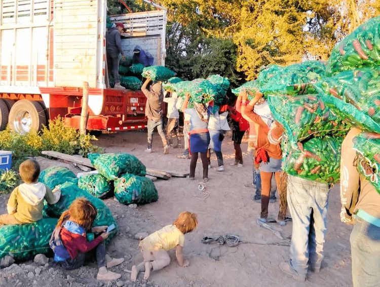 Indígenas de La Montaña denuncian discriminación, abuso y matrimonios forzados en los campos agrícolas